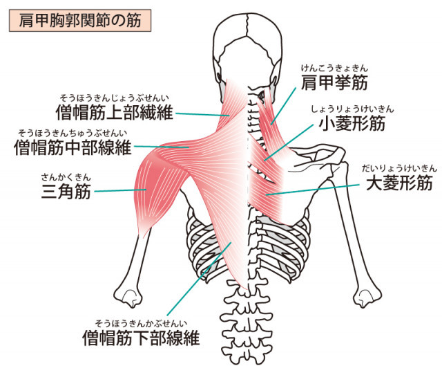 肩周りの筋肉のイラスト