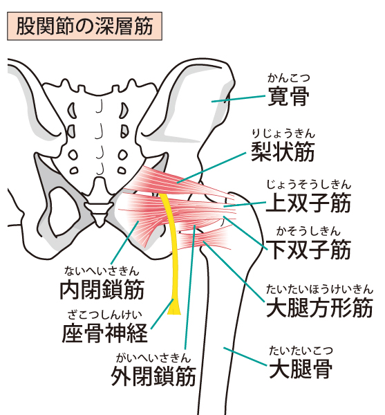 当院での梨状筋症候群へのアプローチは？