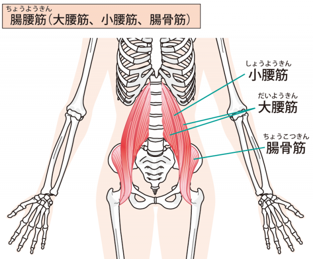 下肢の画像