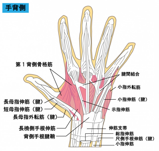 腱鞘炎とは