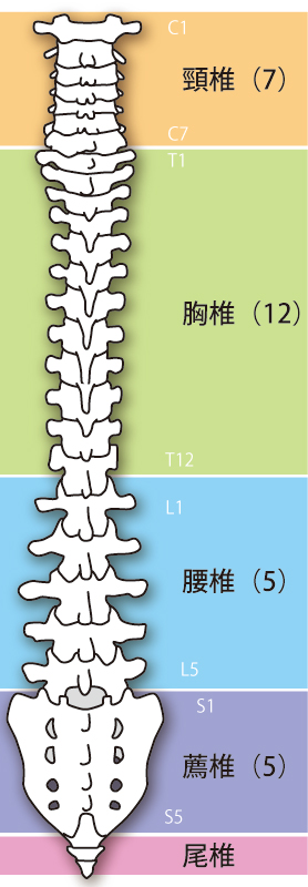 自律神経失調症への当院でのアプローチは？