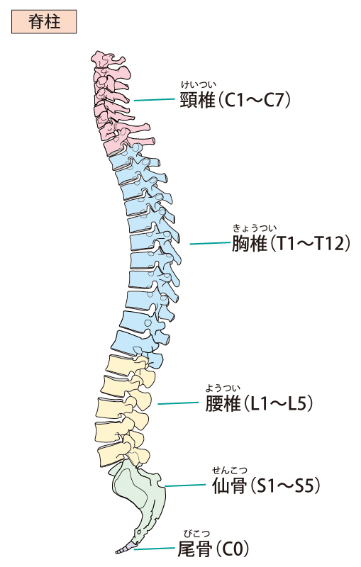 坐骨神経痛への当院のアプローチとは？