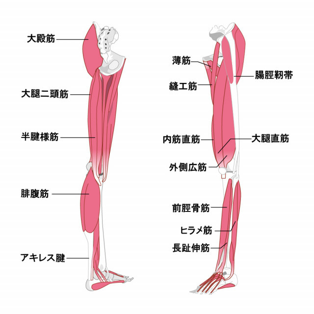 変形性膝関節症への当院のアプローチは？