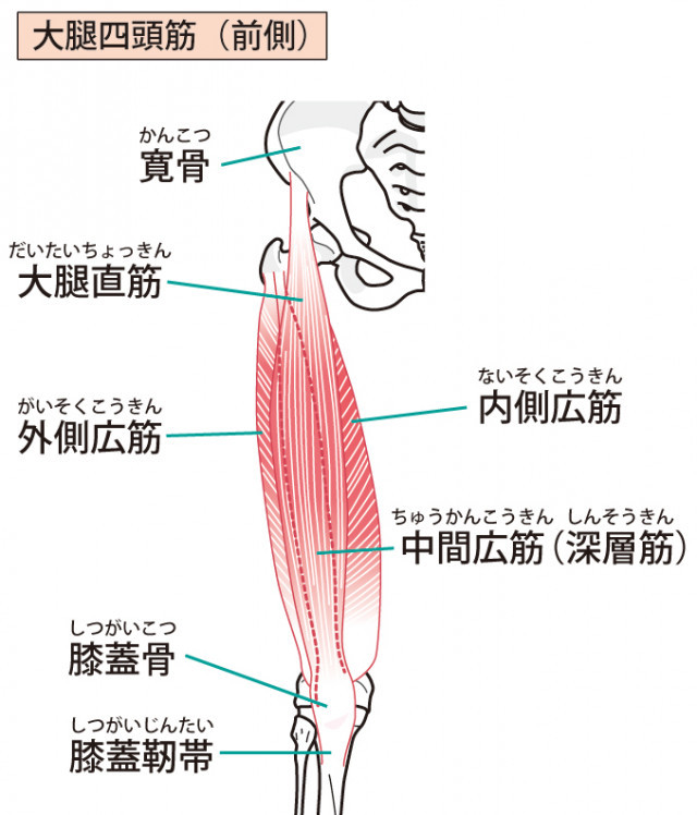 太ももの痛み 綾瀬の整体 整骨院 あおば総合治療院 綾瀬タウンヒルズ院